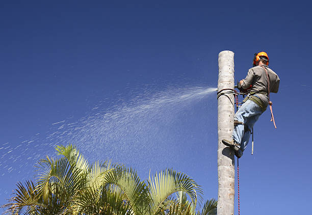 Professional Tree Services in Youngsville, NC