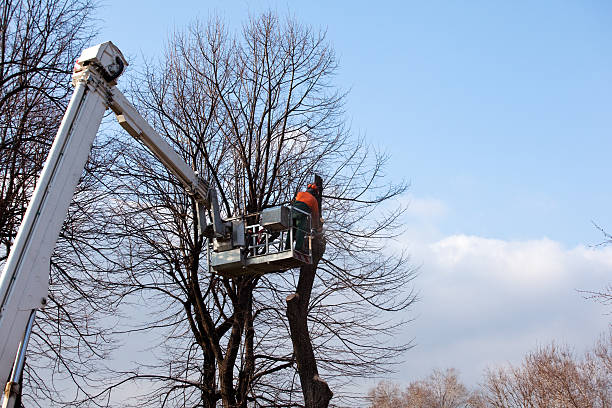 Best Utility Line Clearance  in Youngsville, NC